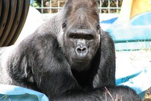 能用手語溝通！「全球最聰明大猩猩」壽終正寢　享年46歲