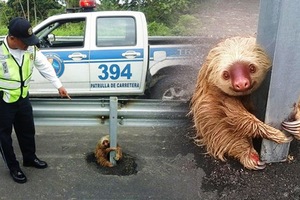一隻樹懶嘗試想要橫跨高速公路，沒想到卻被車輛給嚇著了！樹懶：「抱著鐵桿才有安全感！」