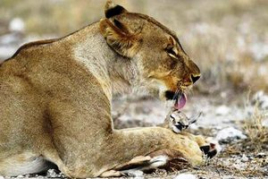 母獅罕見溫柔照顧剛出生不久的「小跳羚」，更保護牠免受其他獅子傷害，當知道「背後真相」後，大家都淚崩了！