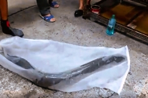 台民眾捕獲「23公斤超大尾鱸鰻」，有人出價25萬也不賣，覺得牠可能已有靈性「擇期放生」！