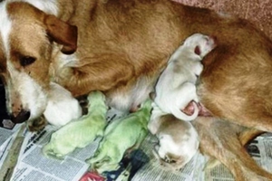 一隻狗媽媽誕下一堆小狗後，「狗寶寶的毛色」卻讓主人無法接受！網友們開始議論紛紛！