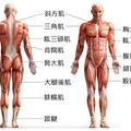 關於增肌需要的高蛋白，應瞭解的8個基礎知識