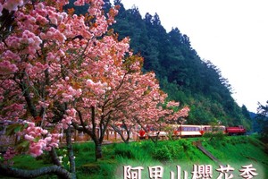 阿里山花季開跑 3千株櫻花枝頭盛放