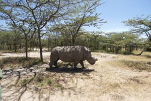 地球上最後一隻雄性北非白犀牛過世　專家留精盼物種存續