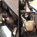聯航空姐要乘客把狗放入置物櫃 狗窒息亡