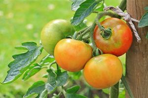 瘋傳吃「生番茄」含龍葵鹼有毒？農委會：建議吃熟成的