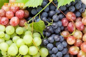 黑紅綠紫4色葡萄大對決！最有助減重的低卡葡萄是？