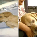 「我回來了」退休導盲犬回老家 隔11年重逢表現超感人《內有影片》