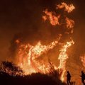 南加州野火燒不盡》街友非法生火煮飯釀災害 氣候乾燥助長火勢蔓延