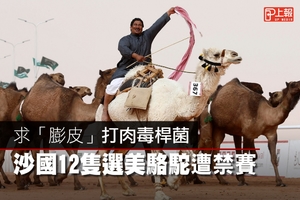 【影片】求「膨皮」打肉毒桿菌　沙國12隻選美駱駝遭禁賽