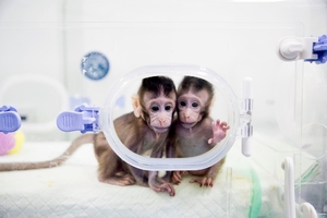 孫悟空「拔毛變猴」成真！　中國成功培育全球首隻複製猴