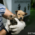 別再要消防隊捕蜂抓蛇！　新北動物救援回歸「動保處」