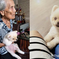 一輩子討厭狗！92歲嬤痛失親人淚崩...胖妞卻成為唯一慰藉