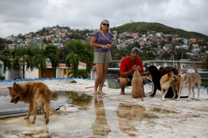波多黎各「水淹到脖子」！夫妻堅持留下　跳水救貓狗寶貝