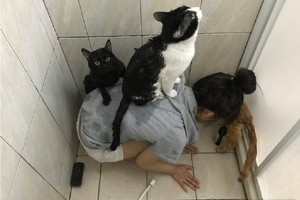 一次幫3貓洗澡！奴才秒變避難船　網笑：洗完在上面晾乾嗎？