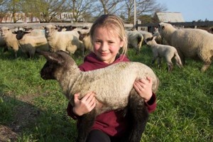 養羊賺零用錢！　6歲女孩超有商業頭腦…熱愛牧場工作