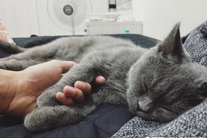 26歲罹患重度憂鬱　從此暖心貓孩子以呼嚕聲陪著他入睡
