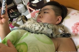 爸爸一直打傳說　小屁貓等到睡著...這條虎斑圍巾好潮啊