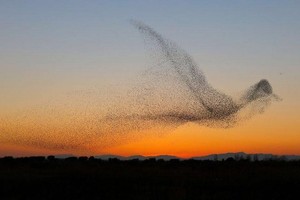 椋鳥群飛...10秒排成「巨鳥陣行」　男奪攝影金獎：電腦看才發現