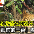 男子在野外意外發現「一隻老虎躺在河邊不動」，好奇之下上前一探究竟，結果「眼前的一幕」把他給嚇壞了！