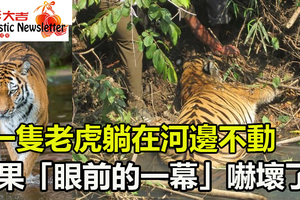男子在野外意外發現「一隻老虎躺在河邊不動」，好奇之下上前一探究竟，結果「眼前的一幕」把他給嚇壞了！