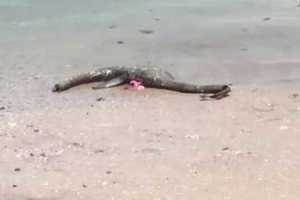 【视频】尼斯湖水怪现身？　男子拍到诡异生物尸体