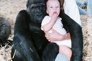 兩隻獨特的猩猩與她一同相伴長大，20多年後她回叢林找尋牠們時卻發生了奇蹟！