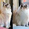 《動物換毛Before&After》別再誤以為是胖瘦問題啦～