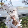 韓國社群話題《第一次賞櫻的狗》這畫面比櫻花美麗一萬倍阿♥