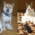 網友們討論家中《貓貓狗狗們的坐姿》好像老爸在沙發上放鬆看電視的模樣啊