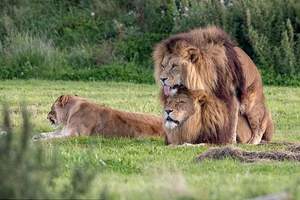 獅子也流行BL？《兩隻雄獅當眾激情「啪啪啪」》旁邊母獅一臉尷尬