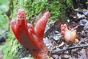 摸到都發炎 吃了更要命 日本現劇毒「火焰」蘑菇 