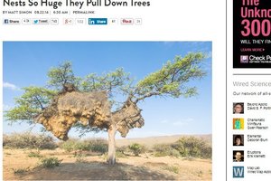 巨型鳥巢壓垮樹幹 重逾900公斤 100個隔間