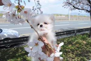 韓國社群話題《第一次賞櫻的狗》這畫面比櫻花美麗一萬倍阿♥