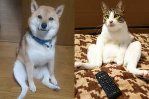 網友們討論家中《貓貓狗狗們的坐姿》好像老爸在沙發上放鬆看電視的模樣啊