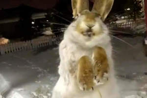 哈薩克發現《兔子零下56度被凍成標本》一整隻看起來就像活的一樣