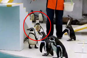 動物園餵食企鵝意外發現《企鵝出現BUG》這似曾相似的畫面...是卡點啊XDD