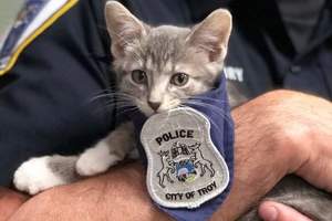 網路的力量真強大《推特網友成功讓貓咪當上警察》喵警察真的來了