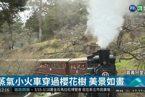 阿里山粉櫻繽紛 搭蒸氣火車漫遊