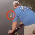 漁夫從河中央救了一隻橘貓，沒多久竟然又游來一隻橘貓...