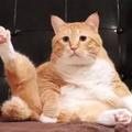 又肥又懶！日本這隻「天然喪」的大橘貓，總是滿臉寫著委屈！
