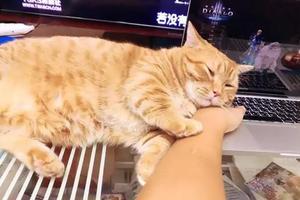 橘貓枕著鏟屎官的手入睡，企圖讓他回心轉意，不要只顧玩遊戲！