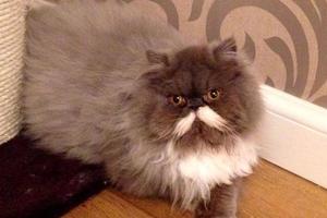 一隻長著兩撇白色八字鬍子的波斯貓，網友說牠像某位物理學巨匠，到底是誰呢？