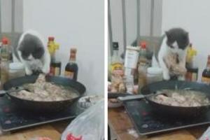 貓咪偷熱鍋里的肉吃，叼起肉的瞬間，網友直呼：神操作！