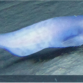 全身半透明！7千米深海發現「果凍魚」 出水面瞬間融化