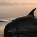 生態悲歌！稀有小海豚僅存「12隻」 明年恐滅絕