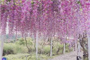 春天就要漫步在浪漫的紫色花海下 全台賞「紫藤花」景點總整理