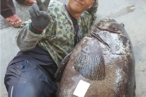 小魚8年多前莫拉克風災脫逃 今成72公斤龍膽石斑