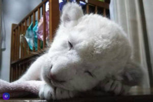 東北野生動物園小白獅萌度爆表 粉嫩肉球超犯規！