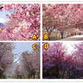 4个樱花场景你喜欢哪个？测你为啥还没遇见你另一半！ 